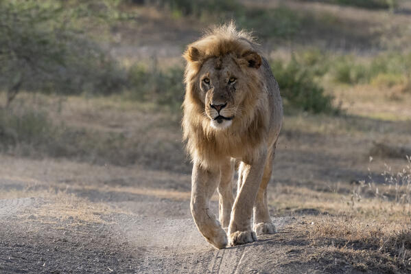 A male lion (Panthera leo), Ndutu, Ngorongoro Conservation Area, Serengeti, Tanzania.