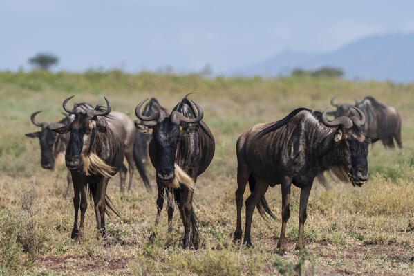 Blue wildebeest (Connochaetes taurinus),  Ndutu, Ngorongoro Conservation Area, Serengeti, Tanzania.