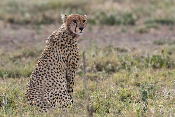 Cheetah (Acinonyx jubatus) hunting blue wildebeest (Connochaetes taurinus), Ndutu, Ngorongoro Conservation Area, Serengeti, Tanzania.