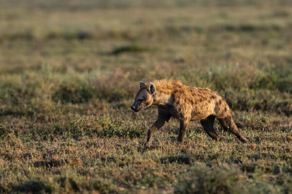 Spotted hyena (Crocuta crocuta), Ndutu, Ngorongoro Conservation Area, Serengeti, Tanzania.