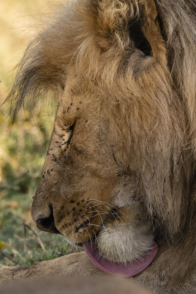 A male lion (Panthera leo), Ndutu, Ngorongoro Conservation Area, Serengeti, Tanzania.