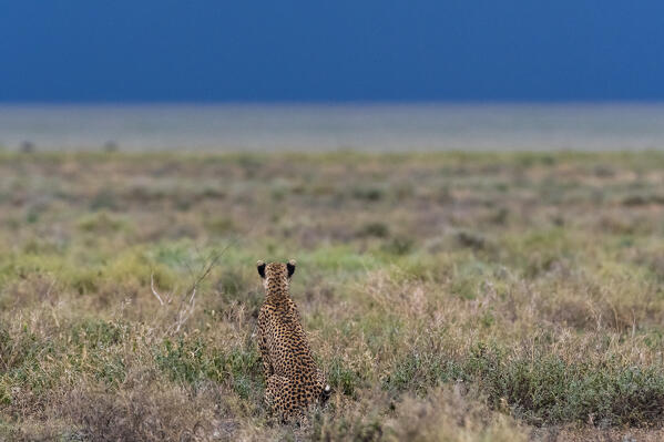 Cheetah (Acinonyx jubatus), Ndutu, Ngorongoro Conservation Area, Serengeti, Tanzania.