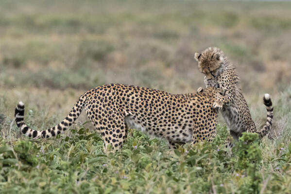 Cheetah (Acinonyx jubatus), Ndutu, Ngorongoro Conservation Area, Serengeti, Tanzania.