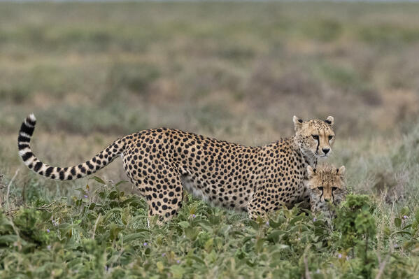 Cheetah (Acinonyx jubatus), Ndutu, Ngorongoro Conservation Area, Serengeti, Tanzania.