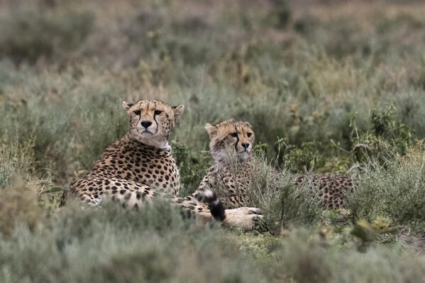 Cheetah (Acinonyx jubatus), Ndutu, Ngorongoro Conservation Area, Serengeti, Tanzania.