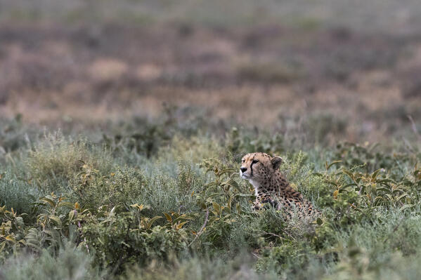 Cheetah (Acinonyx jubatus), Ndutu, Ngorongoro Conservation Area, Serengeti, Tanzania.