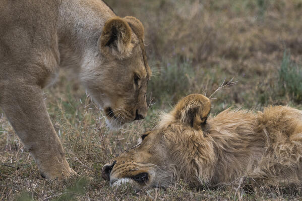 Lion (Panthera leo), Ndutu, Ngorongoro Conservation Area, Serengeti, Tanzania.