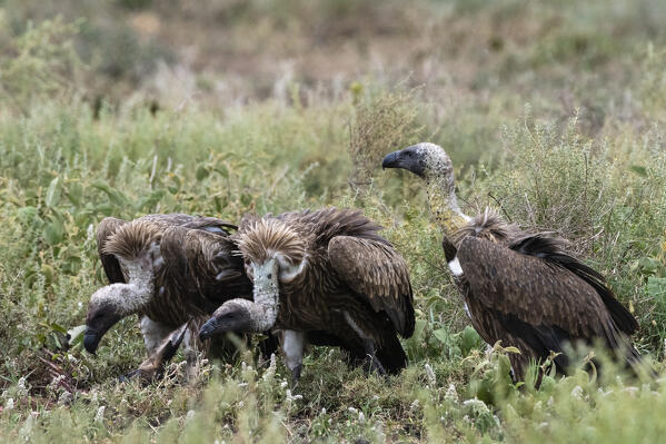 White-backed vultures (Gyps africanus) on a carcass, Ndutu, Ngorongoro Conservation Area, Serengeti, Tanzania.