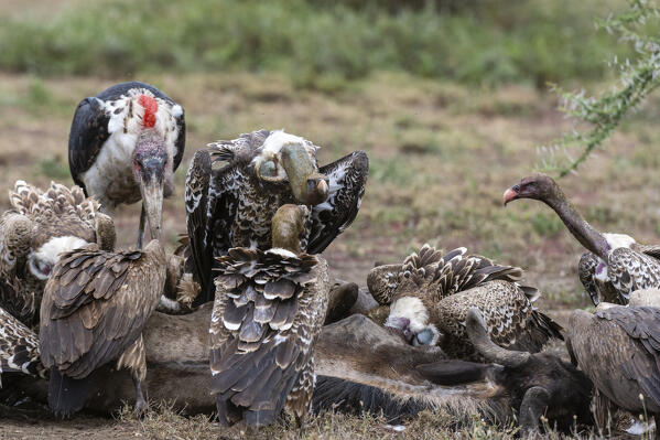 White-backed vultures (Gyps africanus) and marabou stork (Leptoptilos crumeniferus) on a carcass, Ndutu, Ngorongoro Conservation Area, Serengeti, Tanzania.