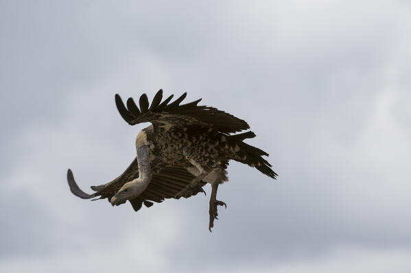 White-backed vulture (Gyps africanus) in flight, Ndutu, Ngorongoro Conservation Area, Serengeti, Tanzania.