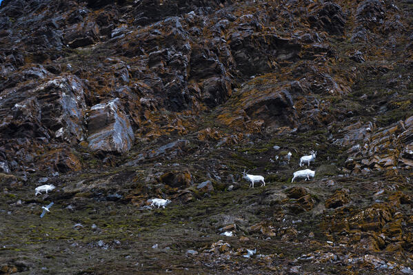 Svalbard reindeers, Rangifer tarandus platyrhynchus, grazing on a mountain in Krossfjorden.