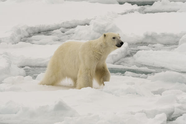 Polar bear (Ursus maritimus), Polar Ice Cap, 81north of Spitsbergen, Norway.
