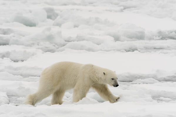 Polar bear (Ursus maritimus), Polar Ice Cap, 81north of Spitsbergen, Norway.