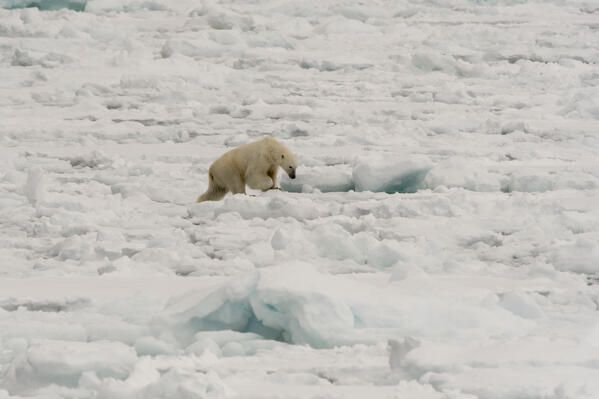 Polar bear (Ursus maritimus), Polar Ice Cap, 81north of Spitsbergen, Norvay.