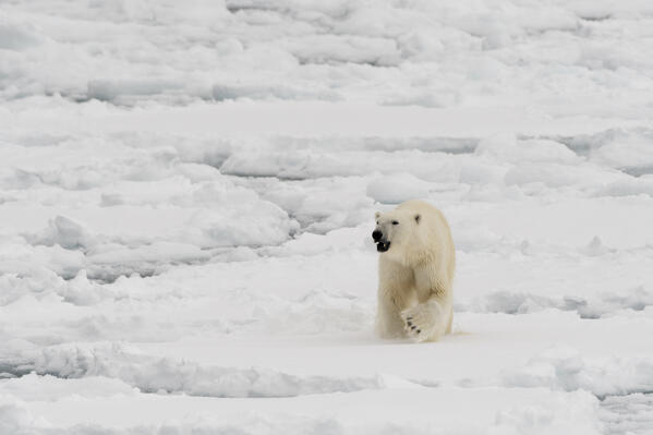 Polar bear (Ursus maritimus), Polar Ice Cap, 81north of Spitsbergen, Norvay.
