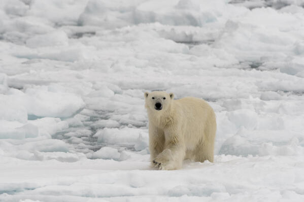 Polar bear (Ursus maritimus), Polar Ice Cap, 81north of Spitsbergen, Norway.