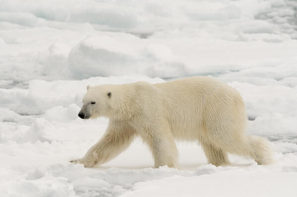 Polar bear (Ursus maritimus), Polar Ice Cap, 81north of Spitsbergen, Norvay.