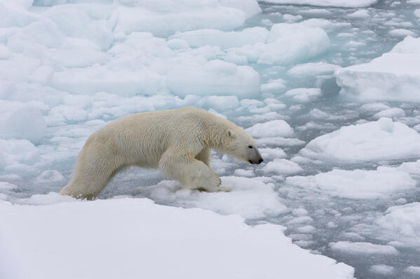 Polar bear (Ursus maritimus), Polar Ice Cap, 81north of Spitsbergen, Norway.