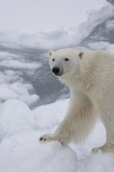 Polar bear (Ursus maritimus), Polar Ice Cap, 81north of Spitsbergen, Norvay.