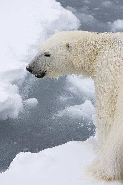 Polar bear (Ursus maritimus), Polar Ice Cap, 81north of Spitsbergen, Norway.