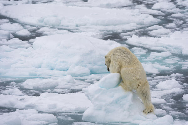 Polar bear (Ursus maritimus), Polar Ice Cap, 81north of Spitsbergen, Norway.