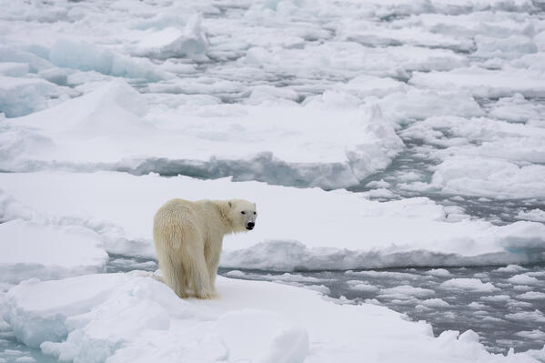 Polar bear (Ursus maritimus), Polar Ice Cap, 81north of Spitsbergen, Norway.