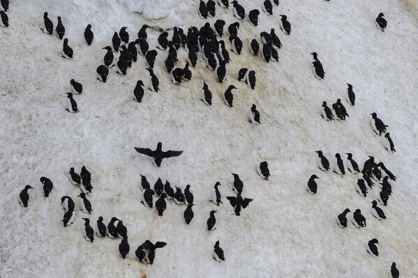 Bruennich's Guillemots (Uria lomvia), Alkefjellet, Spitsbergen, Svalbard Islands, Norway.