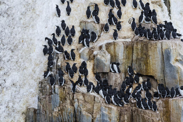 Bruennich's Guillemots (Uria lomvia), Alkefjellet, Spitsbergen, Svalbard Islands, Norway.