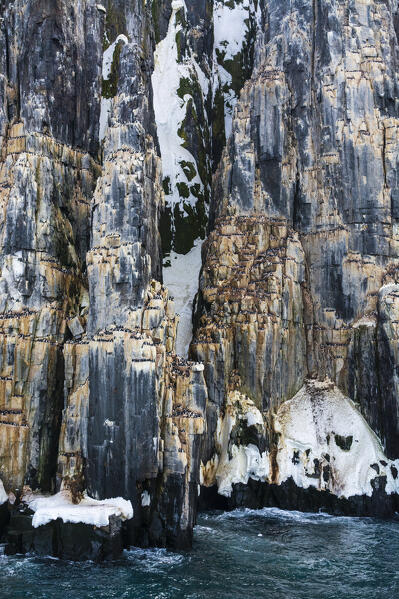 Bruennich's Guillemots (Uria lomvia), Alkefjellet, Spitsbergen, Svalbard Islands, Norway.