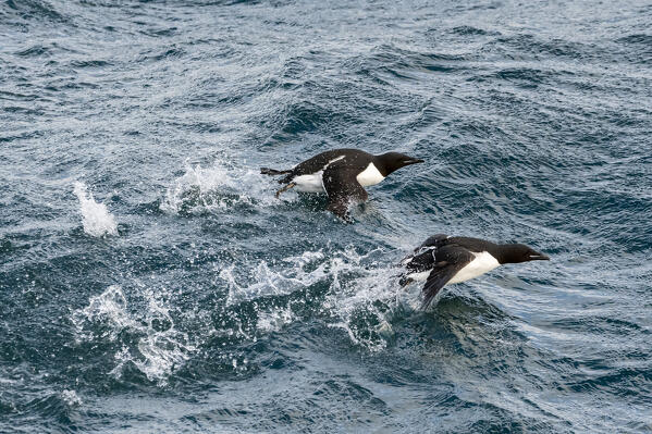 Bruennich's Guillemots (Uria lomvia), Alkefjellet, Spitsbergen, Svalbard Islands, Norway.
