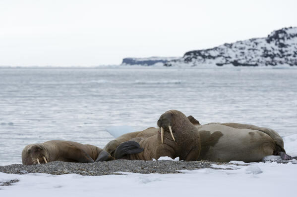 Atlantic walruses (Odobenus rosmarus), Vibebukta, Austfonna,  Nordaustlandet, Svalbard Islands, Norway.