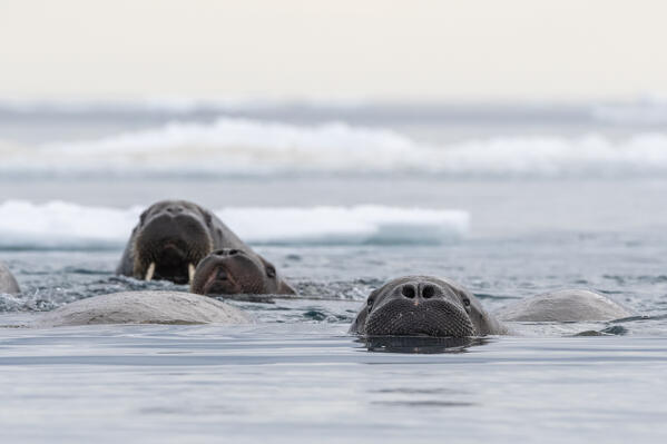Atlantic walruses (Odobenus rosmarus), Vibebukta, Austfonna,  Nordaustlandet, Svalbard Islands, Norway.