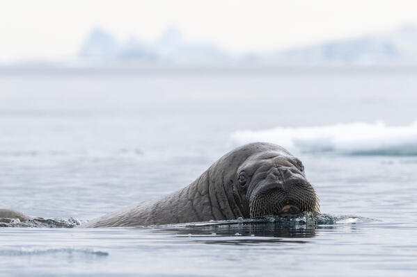 Atlantic walruses (Odobenus rosmarus), Vibebukta, Austfonna,  Nordaustlandet, Svalbard Islands, Norway.