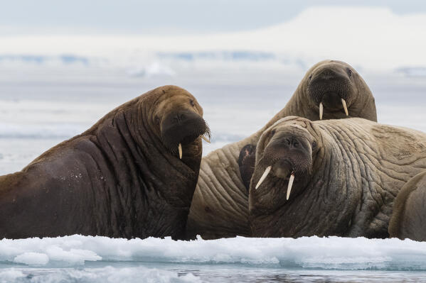 Atlantic walruses (Odobenus rosmarus), Vibebukta, Austfonna,  Nordaustlandet, Svalbard Islands, Norway.