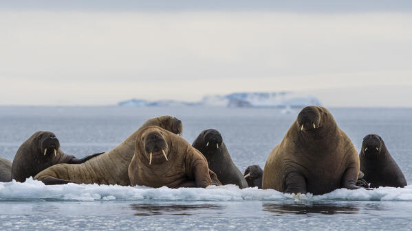 Atlantic walruses (Odobenus rosmarus), Vibebukta, Austfonna,  Nordaustlandet, Svalbard Islands, Norway.