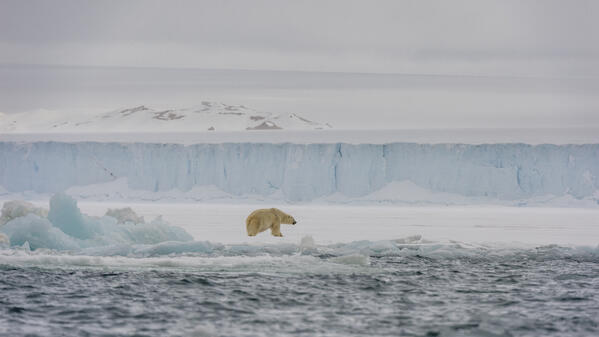 Polar bear (Ursus maritimus) walking along the southern edge of Austfonna ice cap, Nordaustlandet, Svalbard, Norway.