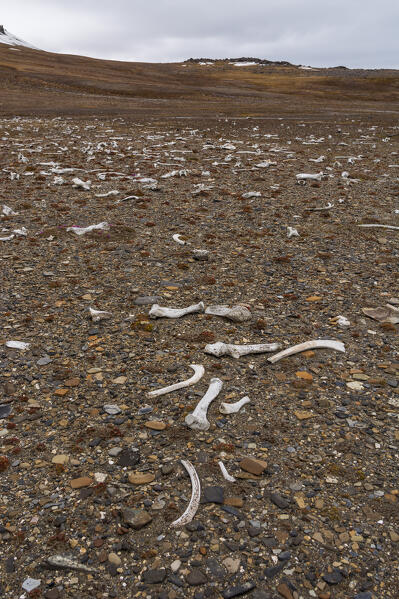 Walrus bones, Edgeoya island, Svalbard islands.