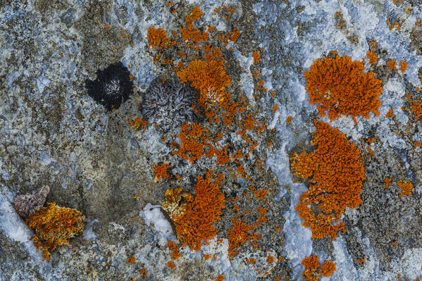 Lichen (Xanthoria sp), Isbjornhamna, Hornsund bay,  Spitsbergen, Svalbard Islands, Norway,