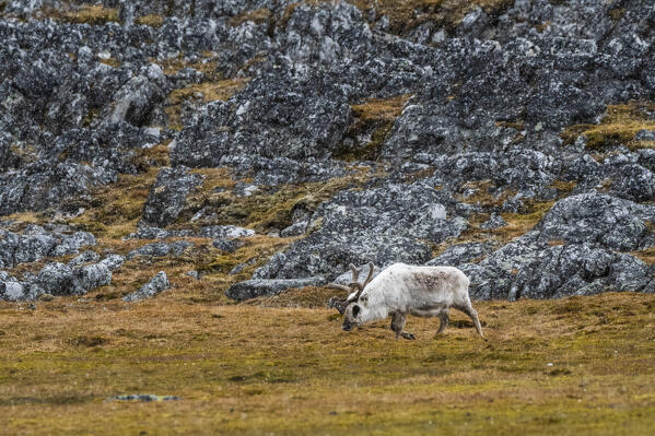 Svalbard reindeer (Rangifer tarandus), Varsolbukta, Bellsund bay, Van Mijenfjorden, Spitsbergen, Svalbard Islands.