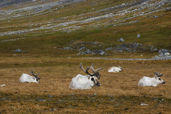 Svalbard reindeer (Rangifer tarandus), Varsolbukta, Bellsund bay, Van Mijenfjorden, Spitsbergen, Svalbard Islands.