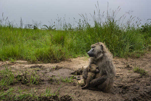 Olive Baboon (Papio anubis), Seronera, Serengeti National Park, Tanzania.