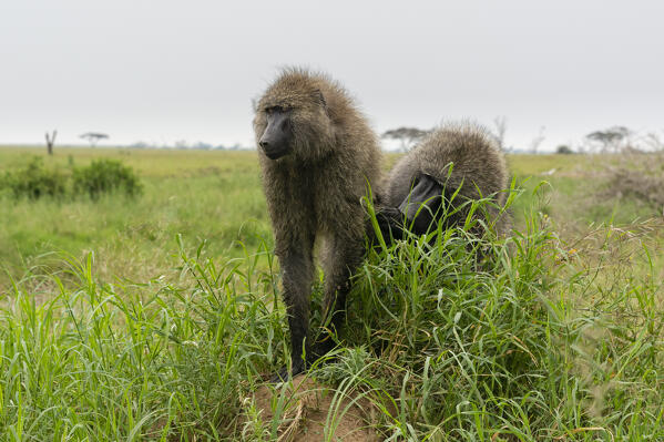 Olive Baboon (Papio anubis), Seronera, Serengeti National Park, Tanzania.