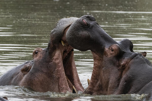Hippopotamus, (Hippopotamus amphibius), Seronera, Serengeti National Park, Tanzania.