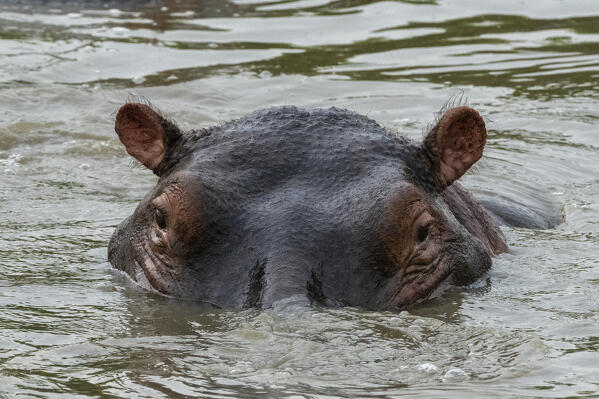 Hippopotamus, (Hippopotamus amphibius), Seronera, Serengeti National Park, Tanzania.