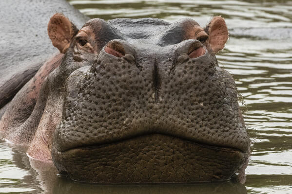 Hippopotamus, (Hippopotamus amphibius), Seronera, Serengeti National Park, Tanzania.