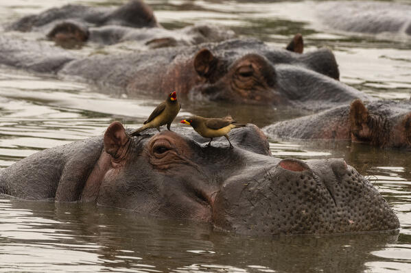 Hippopotamus, (Hippopotamus amphibius), Seronera, Serengeti National Park, Tanzania.