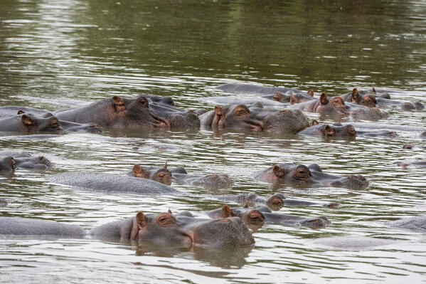 Hippopotamus, (Hippopotamus amphibius), Seronera, Serengeti National Park, Tanzania.