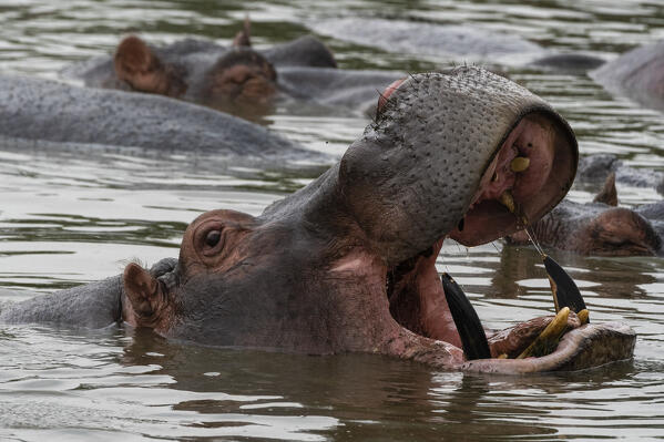 Hippopotamus, (Hippopotamus amphibius), Seronera, Serengeti National Park, Tanzania.