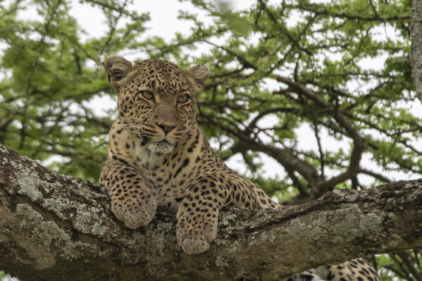 Leopard (Panthera pardus), Seronera, Serengeti National Park, Tanzania.