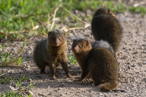Dwarf mongoose (Helogale parvula), Seronera, Serengeti National Park, Tanzania.